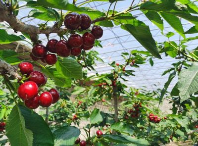 大連大櫻桃在滬開(kāi)展產(chǎn)銷(xiāo)對(duì)接活動(dòng)